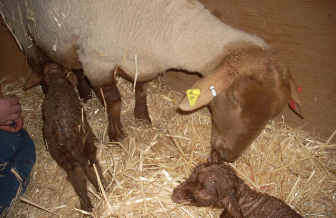 Mystic Rose Lambs